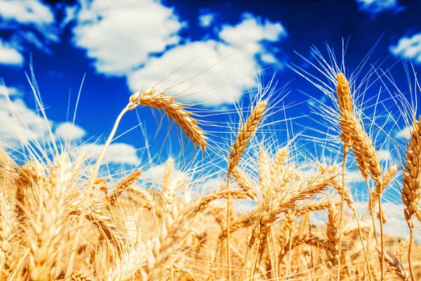 Zlatá pšenice uši — Stock fotografie