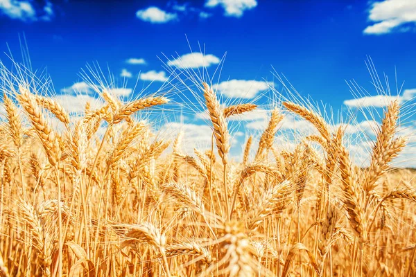 Zlatá pšenice uši — Stock fotografie