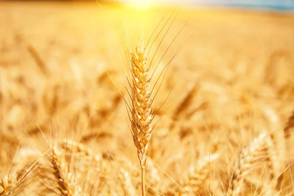 Golden wheat field — Stock Photo, Image