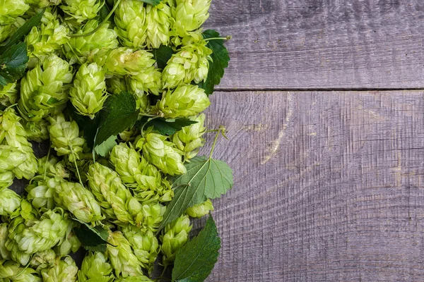 Grüner Hopfen mit Blättern — Stockfoto