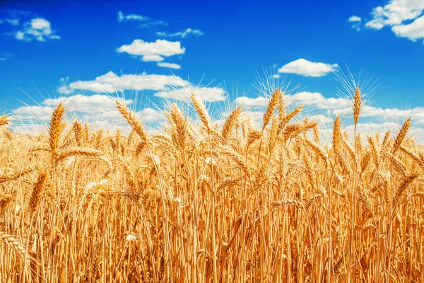 Gouden tarwe oren — Stockfoto