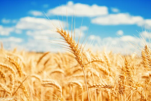 Золота пшениця вуха — стокове фото