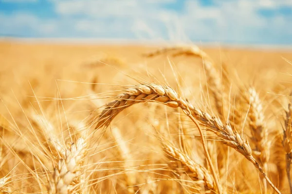 Gold wheat ears — Stock Photo, Image