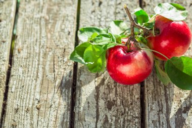 yaprakları ile kırmızı elmalar