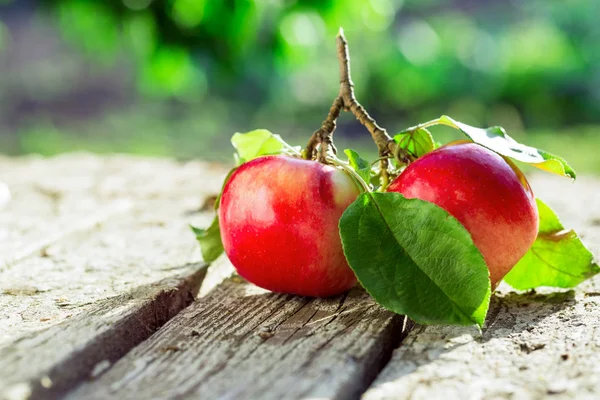 Rote Äpfel mit Blättern — Stockfoto