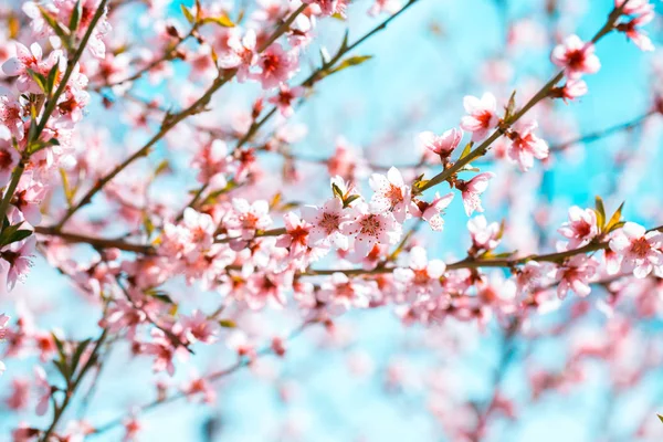 Perzik boom in bloei met bloemen — Stockfoto