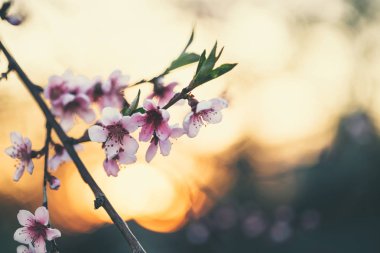 Güzel şeftali ağacı çiçek açan 
