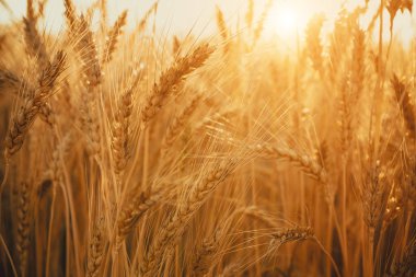 altın buğday alanı