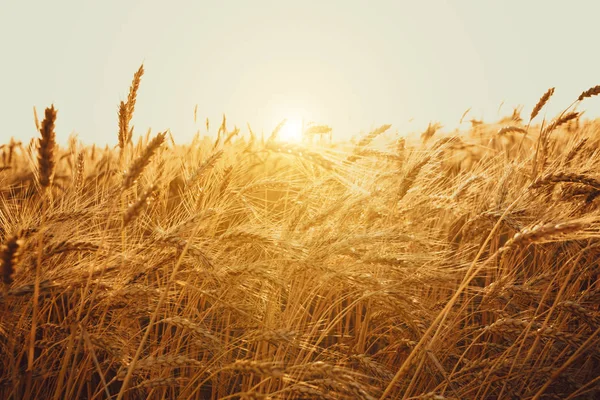 Gold Wheat Field — Stock Photo, Image