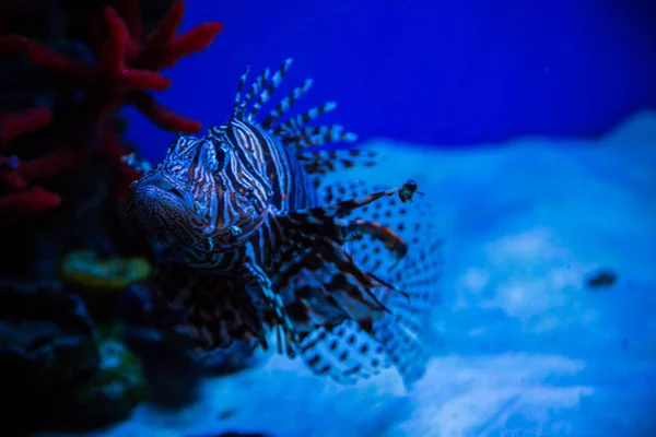 Peixe-leão tropical e corais — Fotografia de Stock