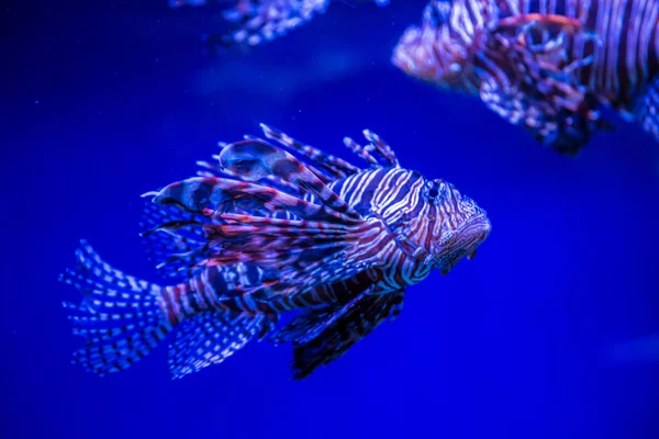 푸른 물에서 열 대 사자 물고기 — 스톡 사진