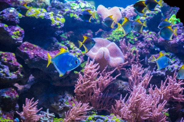 Tropikal balıklarla mercan — Stok fotoğraf