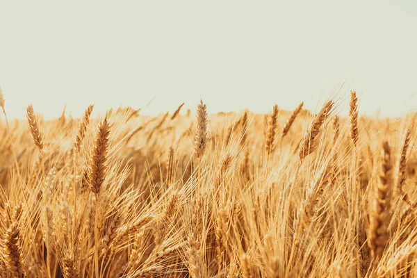 Campo de trigo dorado — Foto de Stock