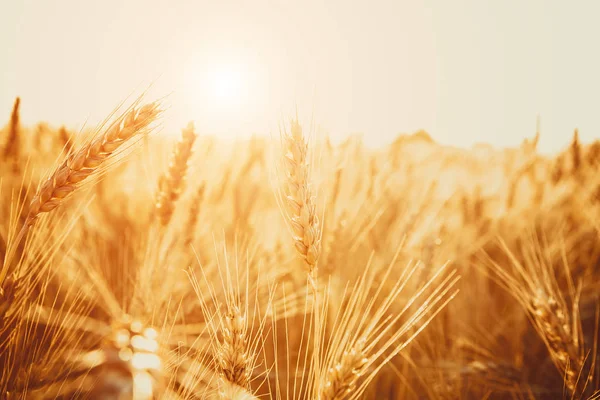 Gold Wheat Field — Stock Photo, Image