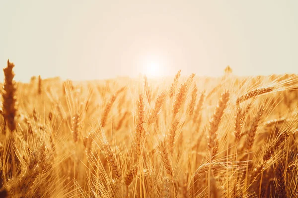 Gold Wheat Field — Stock Photo, Image