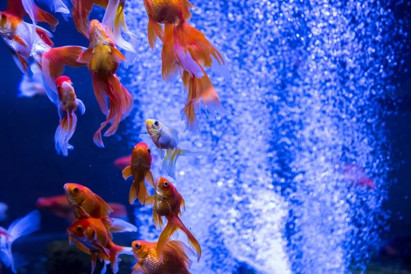 Peixes-dourados tropicais e aquários — Fotografia de Stock