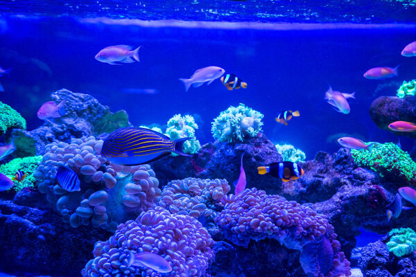 Tropical fishes with corals