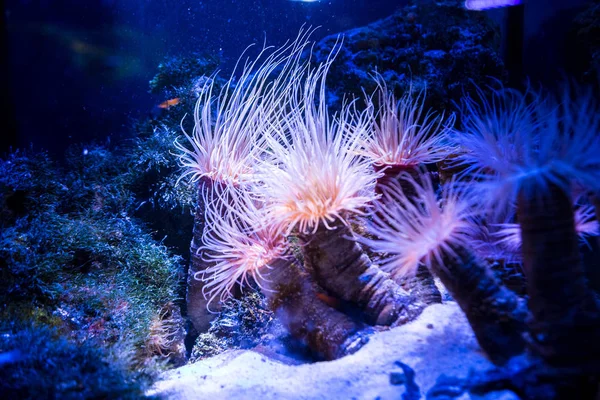 Beautiful live corals on seabed — Stock Photo, Image