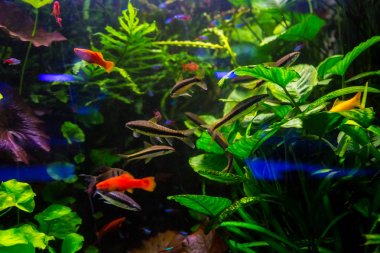 Tropikal balıklarla mercan