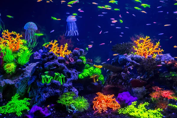Trópusi halak, korallok — Stock Fotó