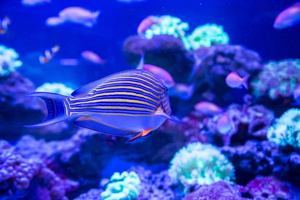 Tropikal balıklarla mercan — Stok fotoğraf