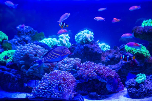 Tropical fishes with corals — Stock Photo, Image