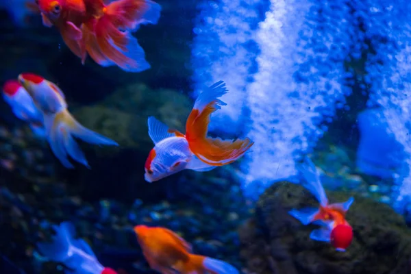 Tropické a akvárium goldfishes — Stock fotografie