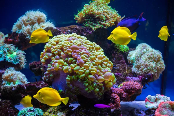 Peixes e corais de borboletas tropicais — Fotografia de Stock