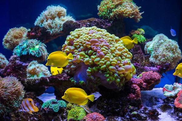 Trópusi pillangó halak és korallok — Stock Fotó