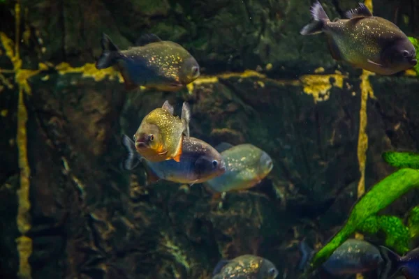 Pirañas con algas en agua azul — Foto de Stock