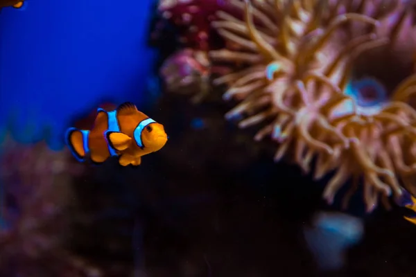 Trópusi bohóc-halak és korallok — Stock Fotó