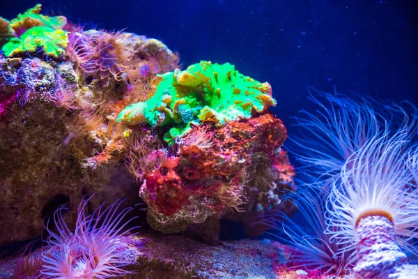 Beautiful live corals on seabed — Stock Photo, Image