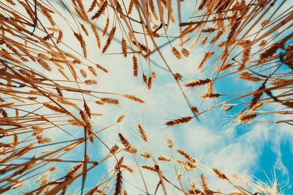 Campo de trigo dorado — Foto de Stock