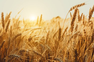 Güzel buğday tarlası 