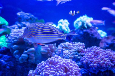 Mercan ile tropikal balık 