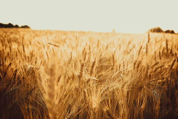 Beau champ de blé — Photo