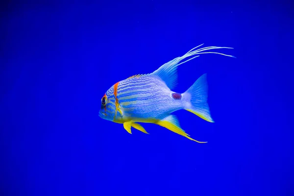 Csodálatos trópusi halak — Stock Fotó