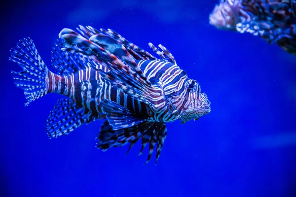 Peces leones tropicales — Foto de Stock