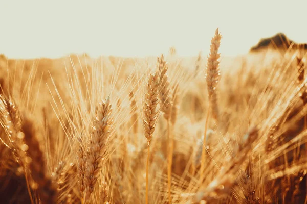 아름다운 밀밭 — 스톡 사진