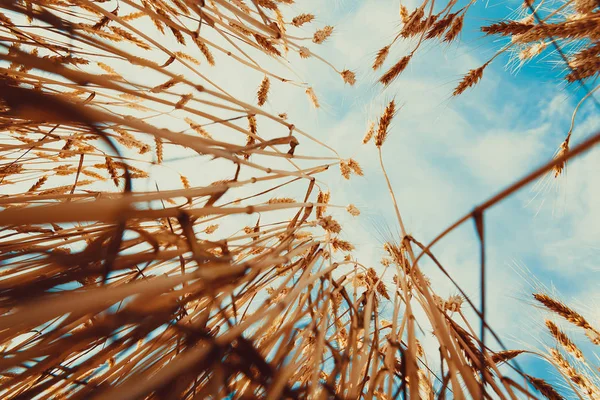 아름다운 밀밭 — 스톡 사진