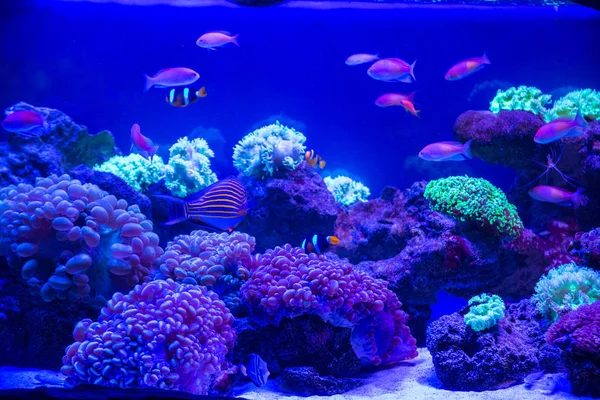 Tropické ryby s korály — Stock fotografie
