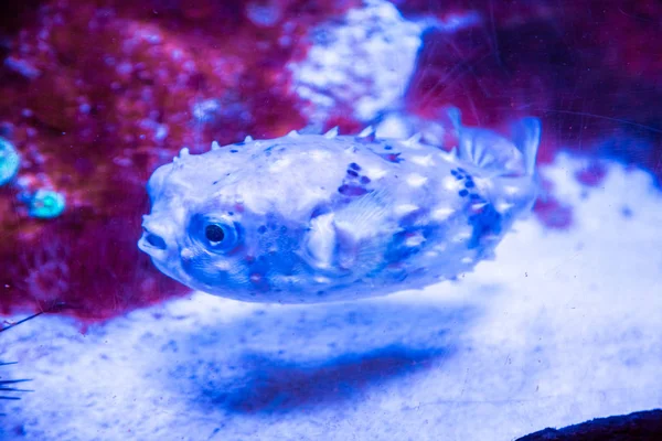 Gyönyörű fugu — Stock Fotó