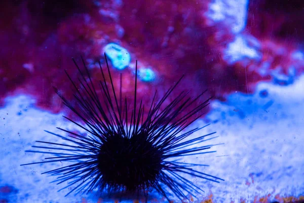 tropikal deniz kestanesi