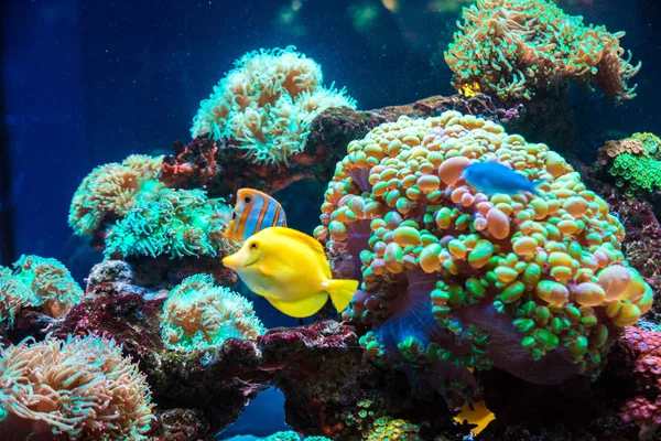 tropikal kelebek balık ve mercan