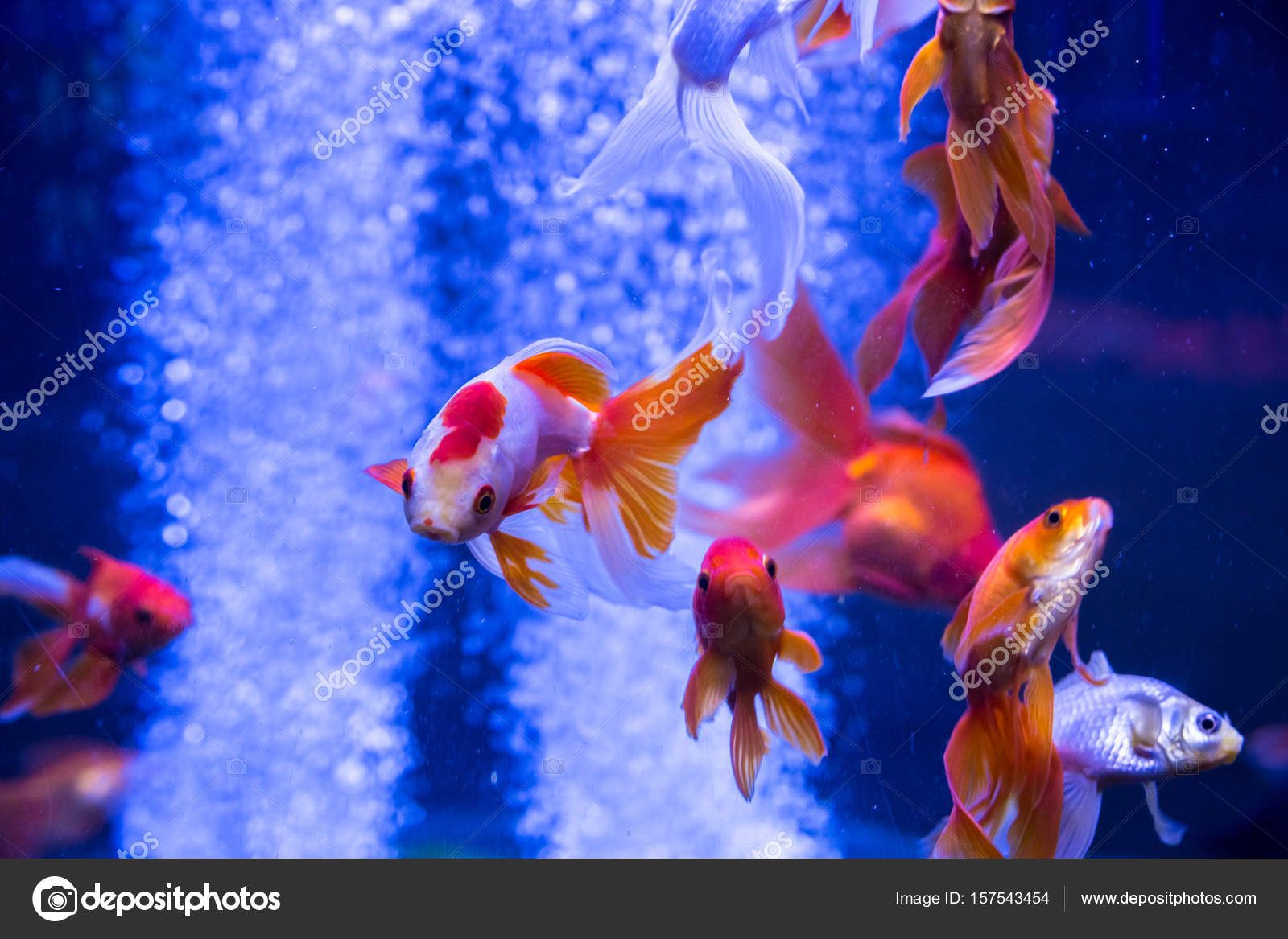 金魚写真素材 ロイヤリティフリー金魚画像 Depositphotos