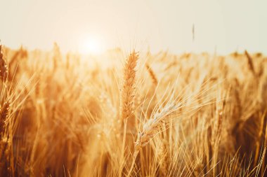 Güzel buğday tarlası 