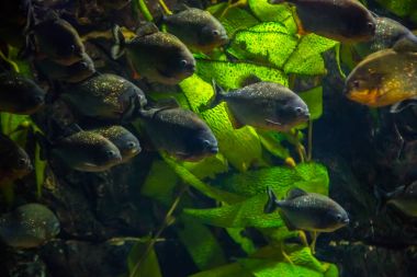 tropikal piranha balığı