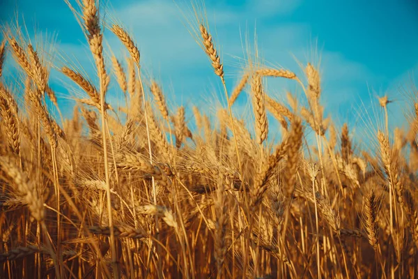 Hermoso campo de trigo — Foto de Stock