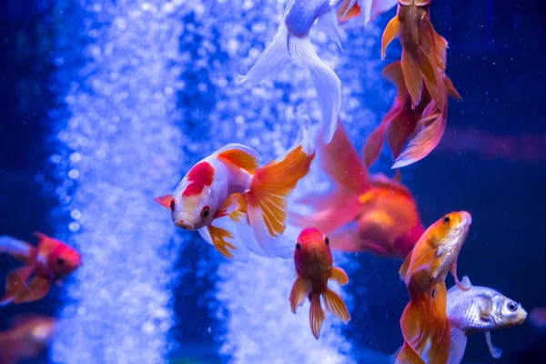 Tropical and aquarium goldfish — Stock Photo, Image