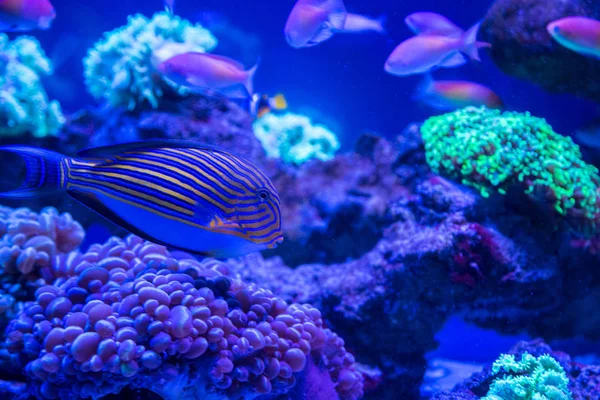 Тропические рыбы с кораллами — стоковое фото